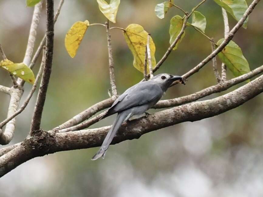 Imagem de Dicrurus leucophaeus leucogenis (Walden 1870)