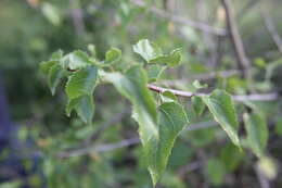 Imagem de Jatropha cardiophylla (Torr.) Müll. Arg.