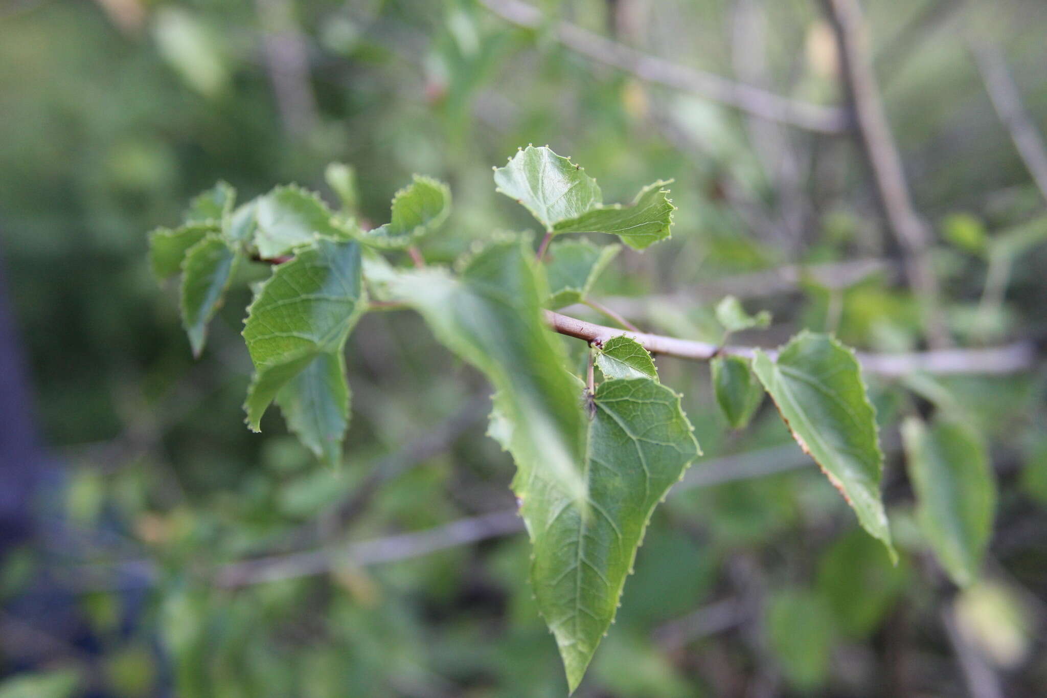 Imagem de Jatropha cardiophylla (Torr.) Müll. Arg.