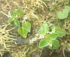 Image of Pilea filipes Rusby