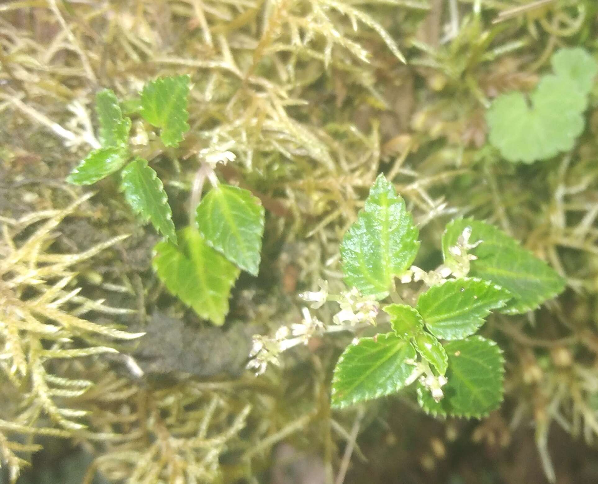 Image of Pilea filipes Rusby