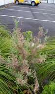 Image of Epilobium hirtigerum A. Cunn.