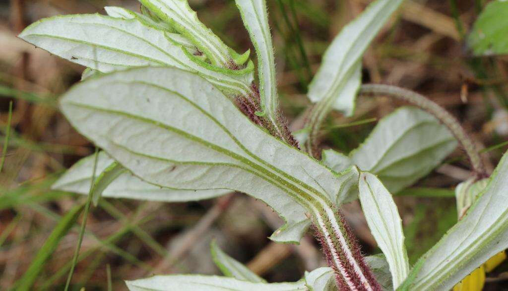 Image of Arctotis scabra Thunb.