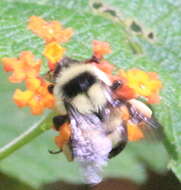 Слика од Bombus wilmattae Cockerell 1912