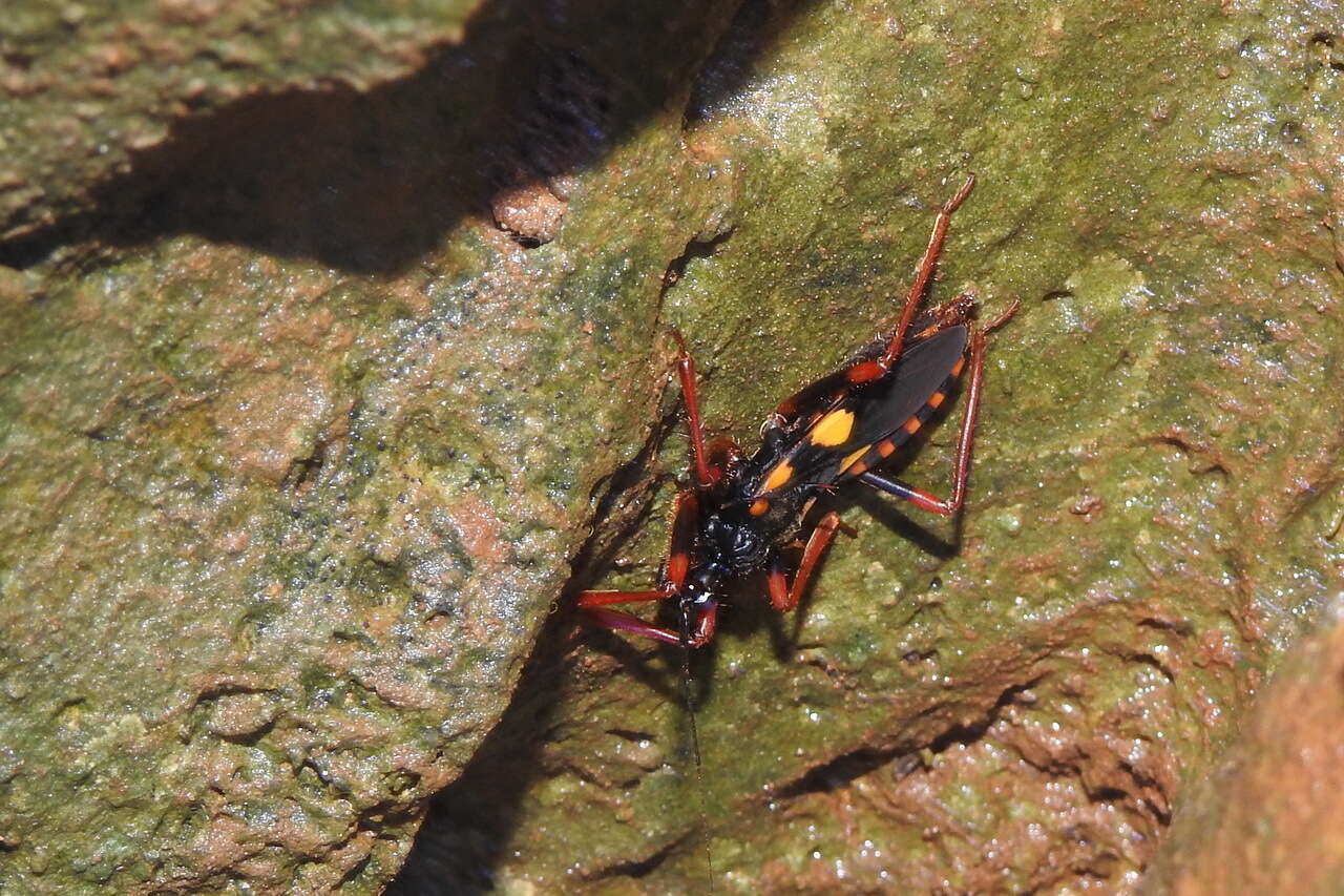 Image of Acanthaspis immodesta Bergroth 1914