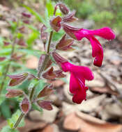 Imagem de Salvia angustiarum Epling