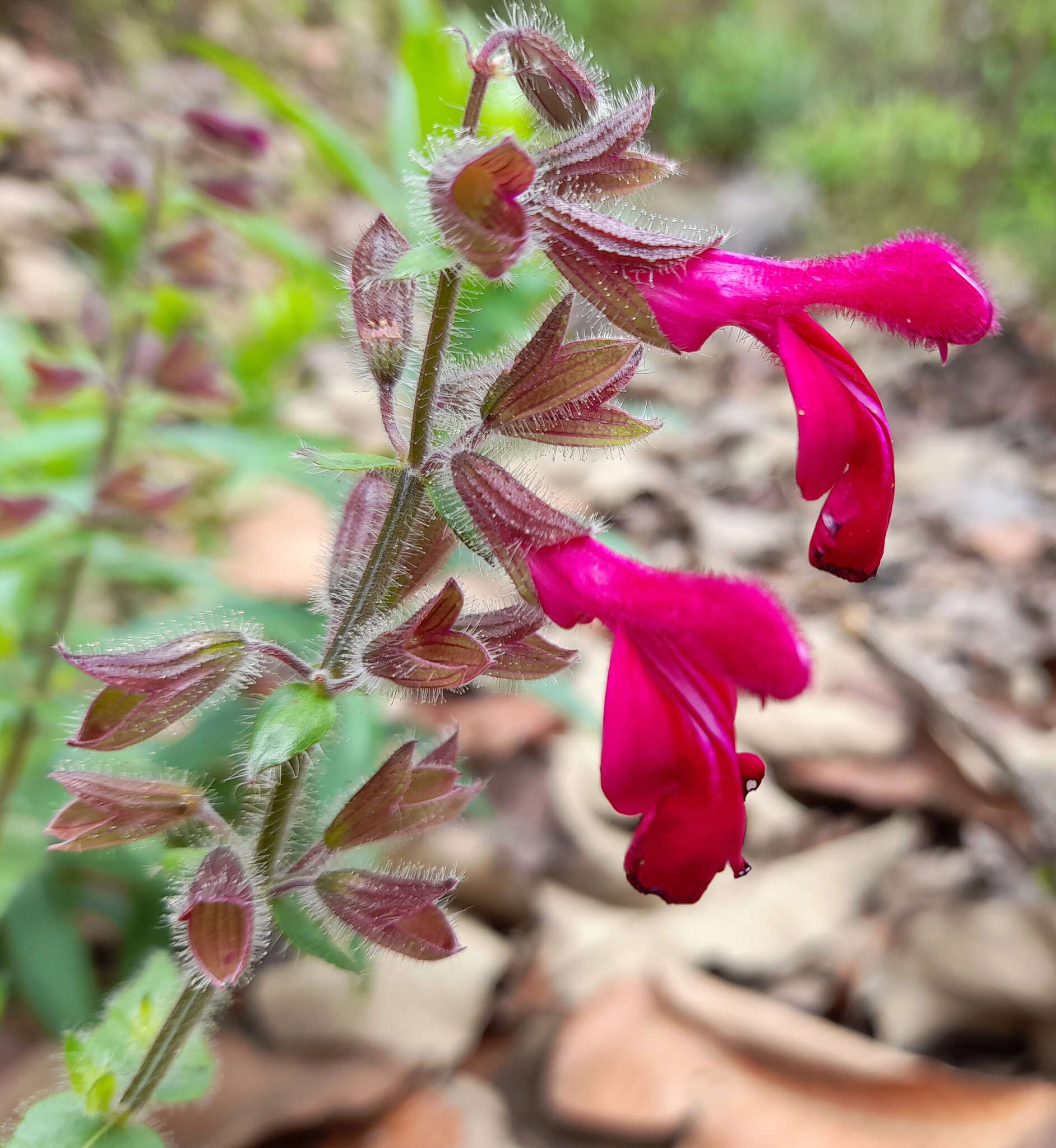 Image of Salvia angustiarum Epling