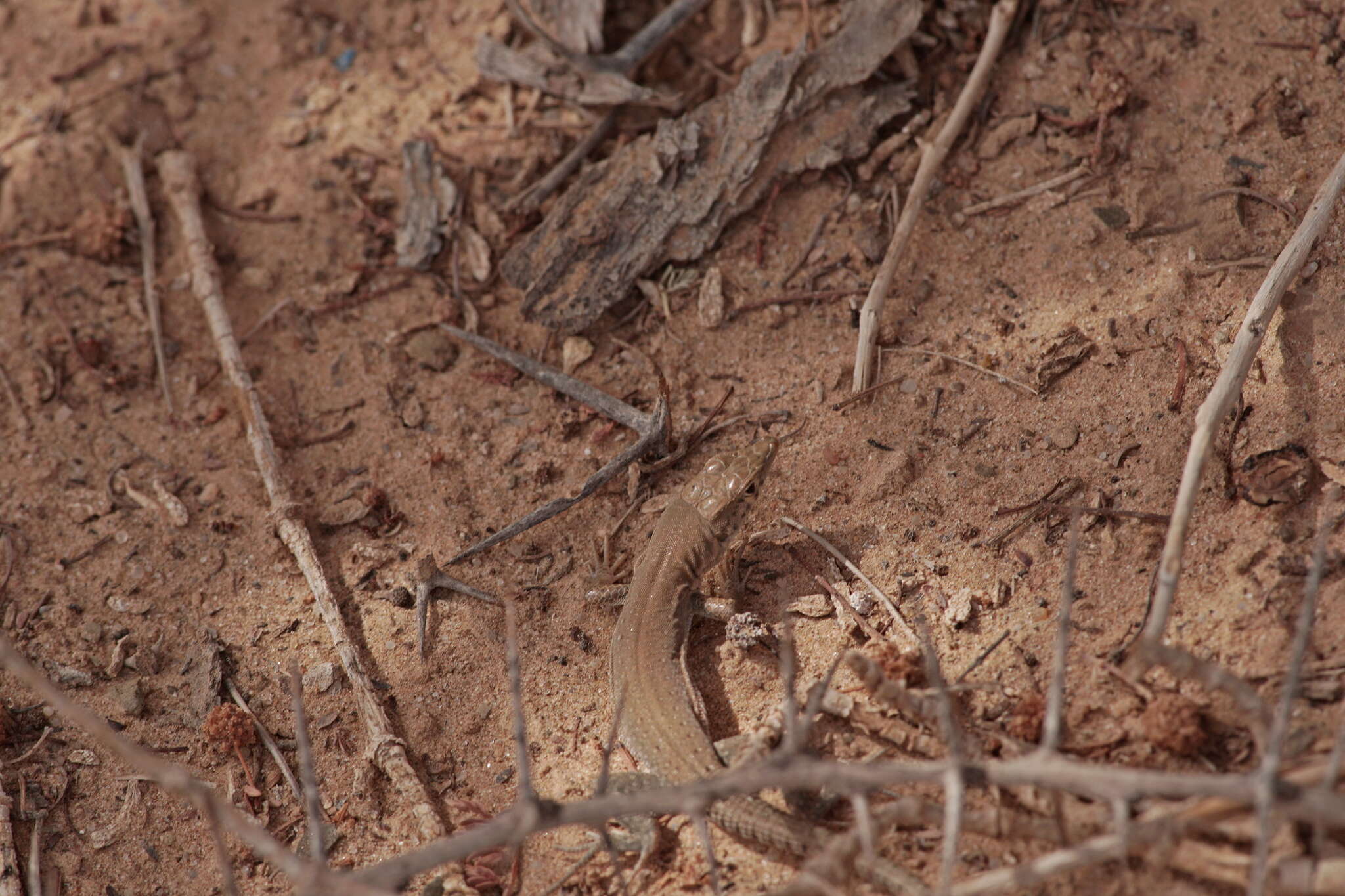 Image of Small-spotted lizard