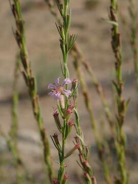 Plancia ëd Lythrum californicum Torr. & Gray