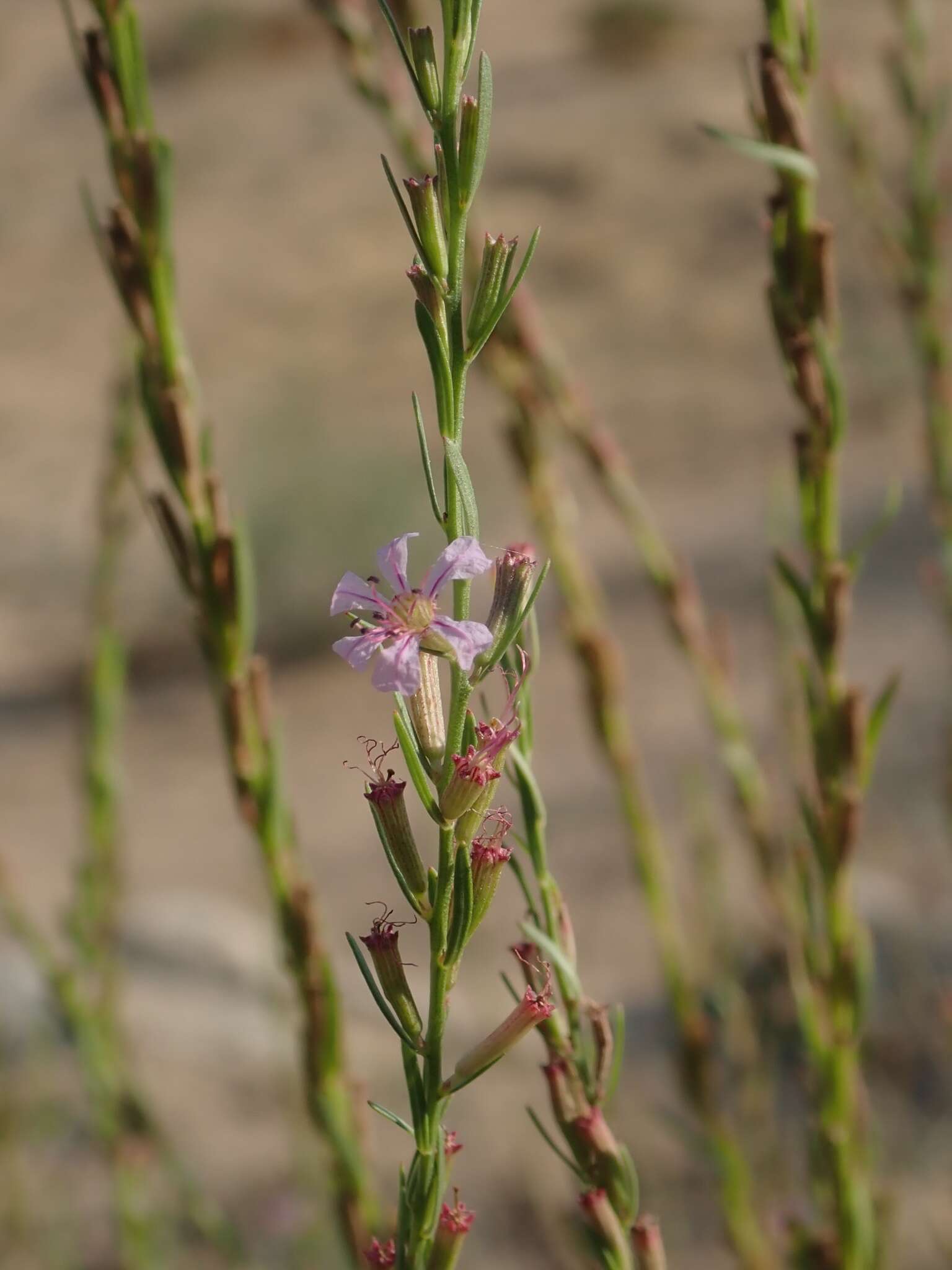 Plancia ëd Lythrum californicum Torr. & Gray