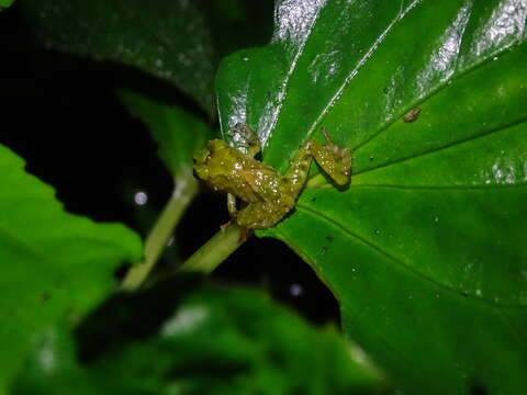 Image of Llanganates Rain Frog; Cutin de los Llanganates