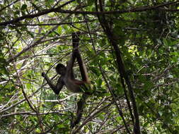 Image of Mexican spider monkey