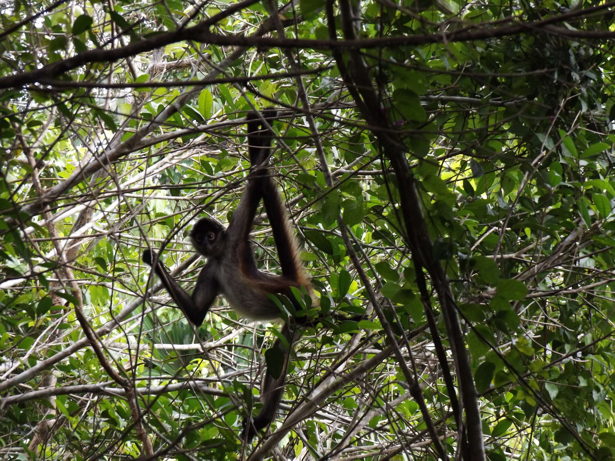 Image of Mexican spider monkey