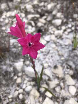 Imagem de Watsonia coccinea (Herb. ex Baker) Baker