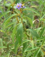 Image de Solanum campylacanthum subsp. campylacanthum