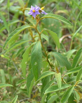 Image de Solanum campylacanthum subsp. campylacanthum