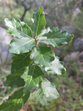 Image of Gymnanthemum triflorum (Bremek.) H. Rob.