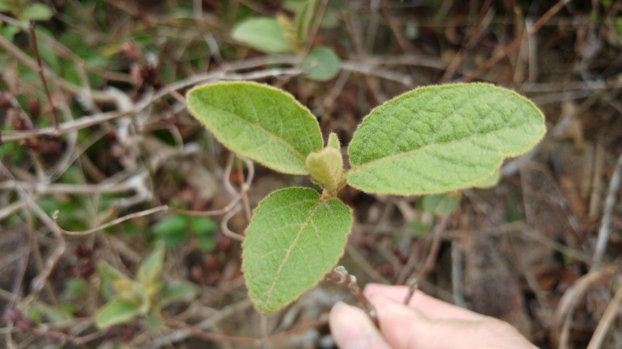 Image of Croton crassifolius Geiseler