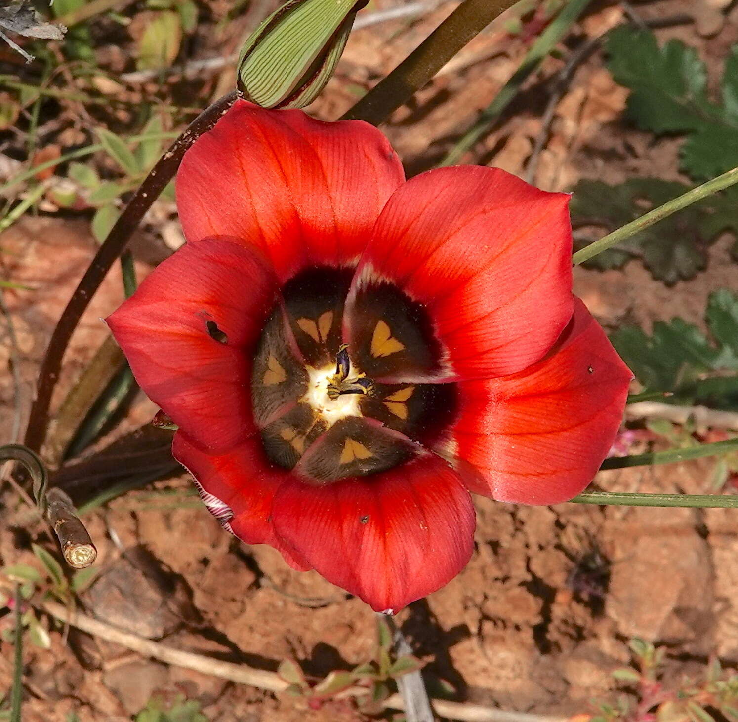 Image of Romulea monadelpha (Sweet ex Steud.) Baker