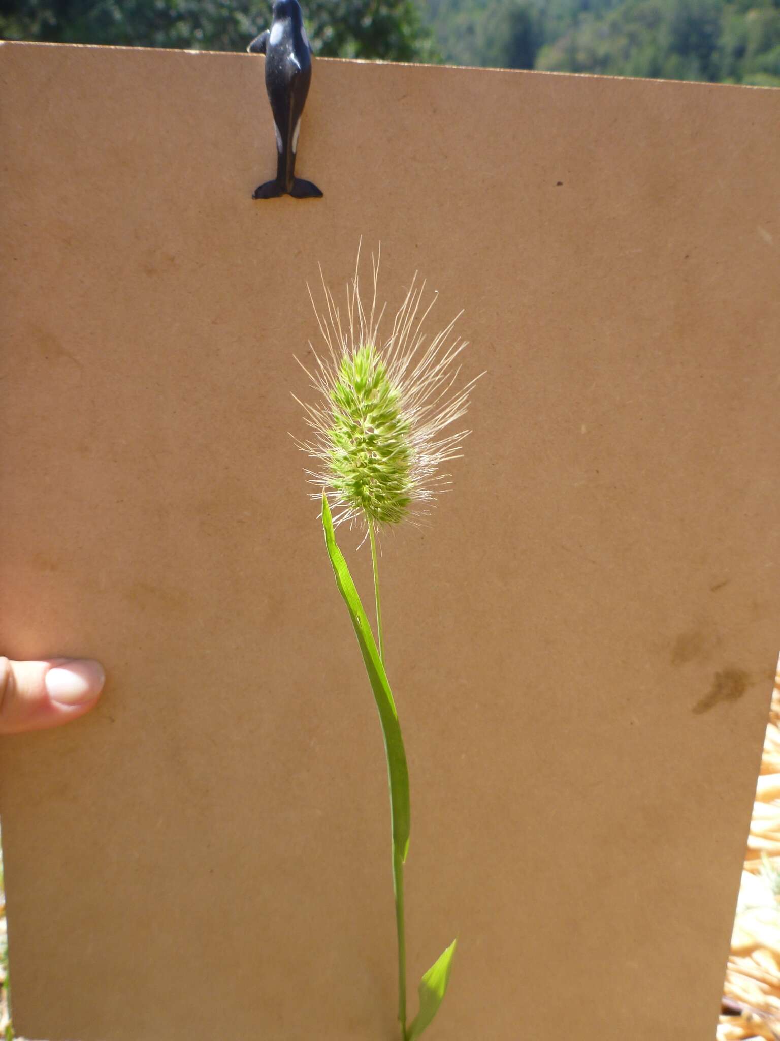 Image of Bristly dogstail grass