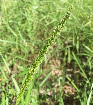 Plancia ëd Sacciolepis striata (L.) Nash