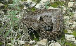 Image of Mexican Lancehead Rattlesnake