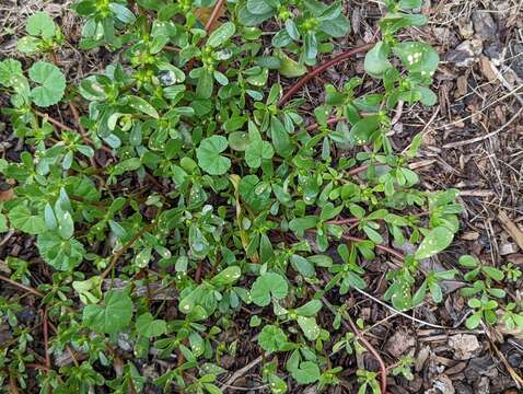 Image of Wilsoniana portulacae