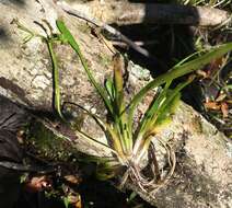 Imagem de Sagittaria subulata (L.) Buchenau