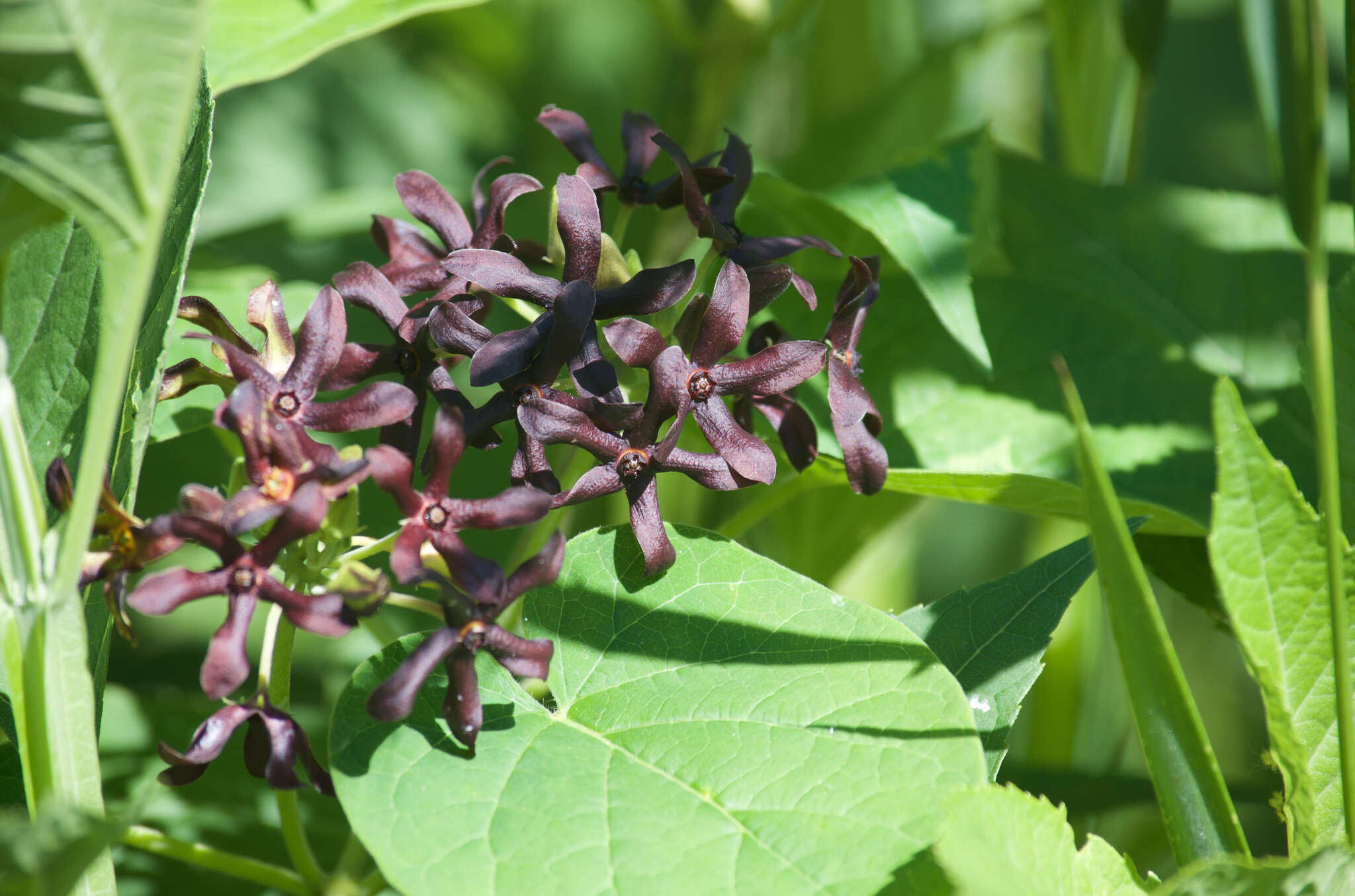 صورة Matelea carolinensis (Jacq.) R. E. Woodson