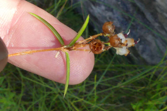 Image of Erica polifolia Salisb. ex Benth.