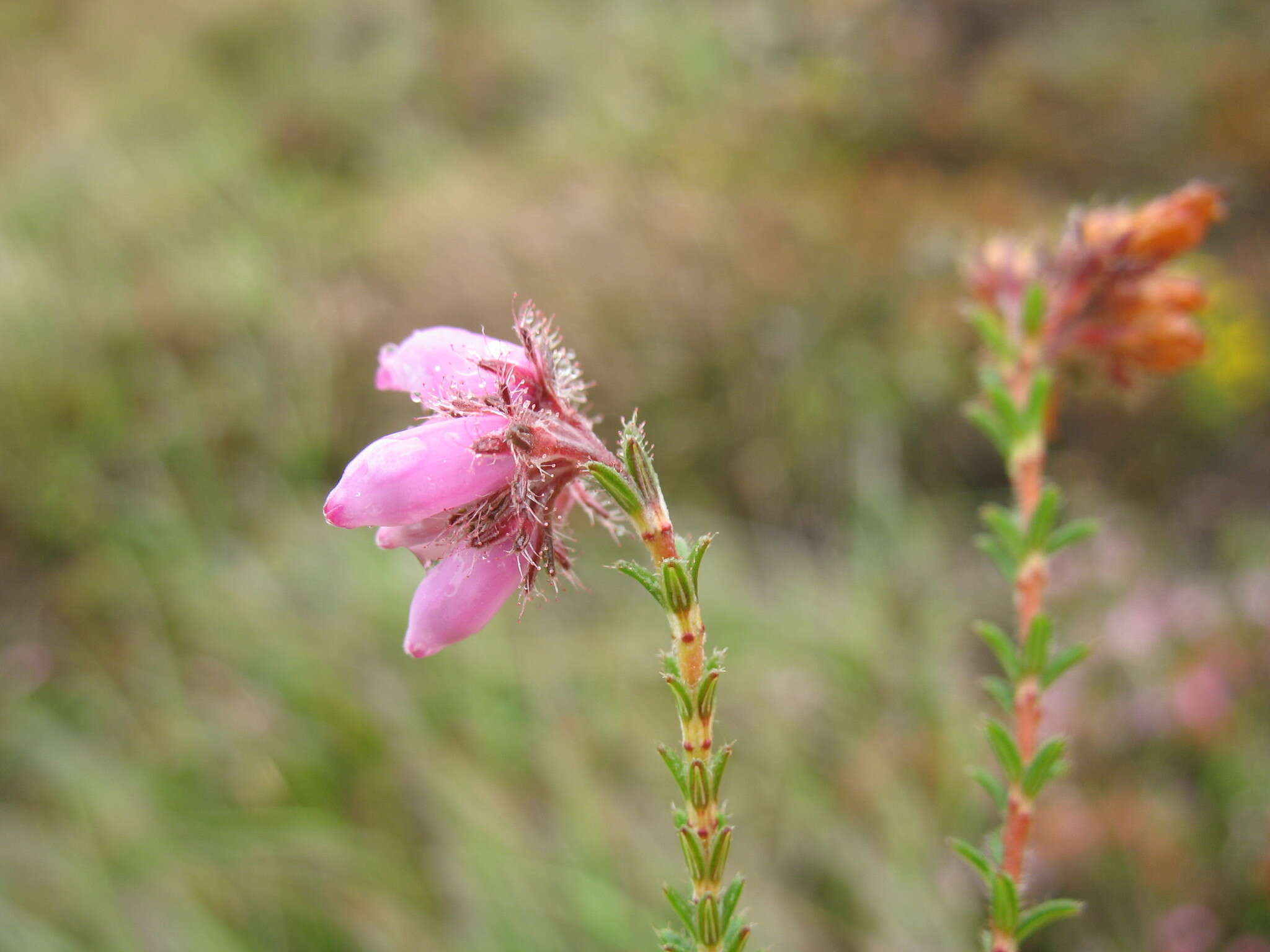 Image of Bog Heather