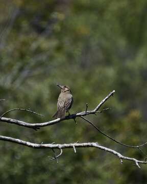 Image of Great Shrike-Tyrant