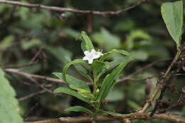 Myoporum betcheanum L. S. Smith resmi