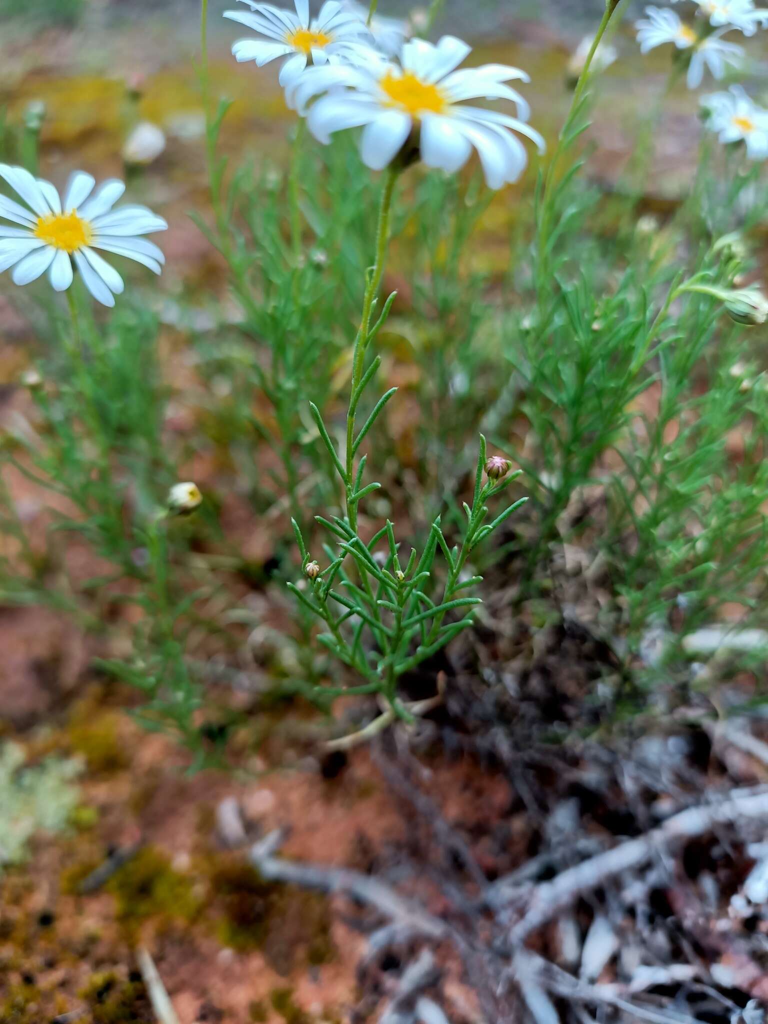 Image of Brachyscome paludicola P. S. Short