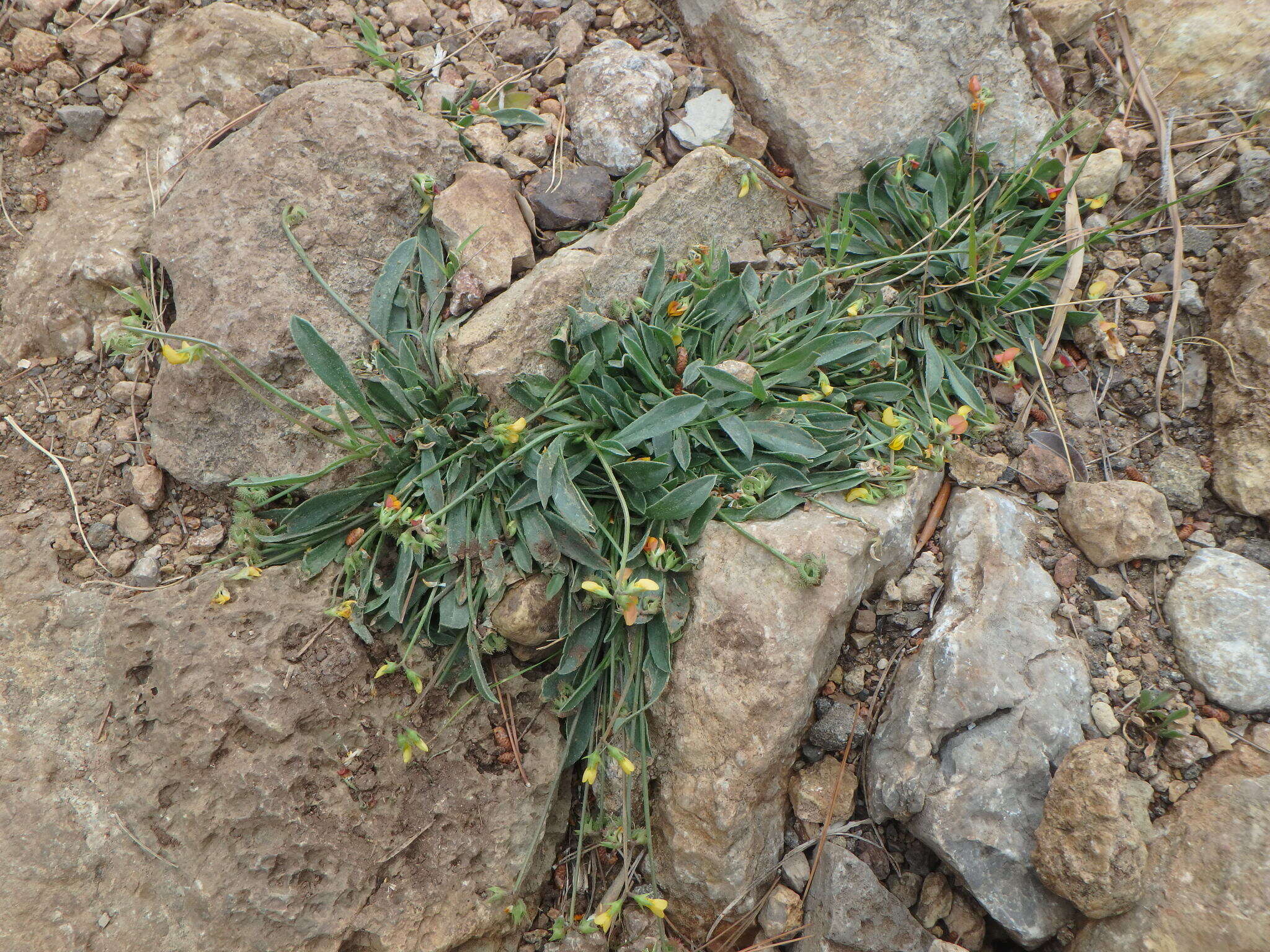 Plancia ëd Scorpiurus muricatus var. subvillosus (L.) Fiori