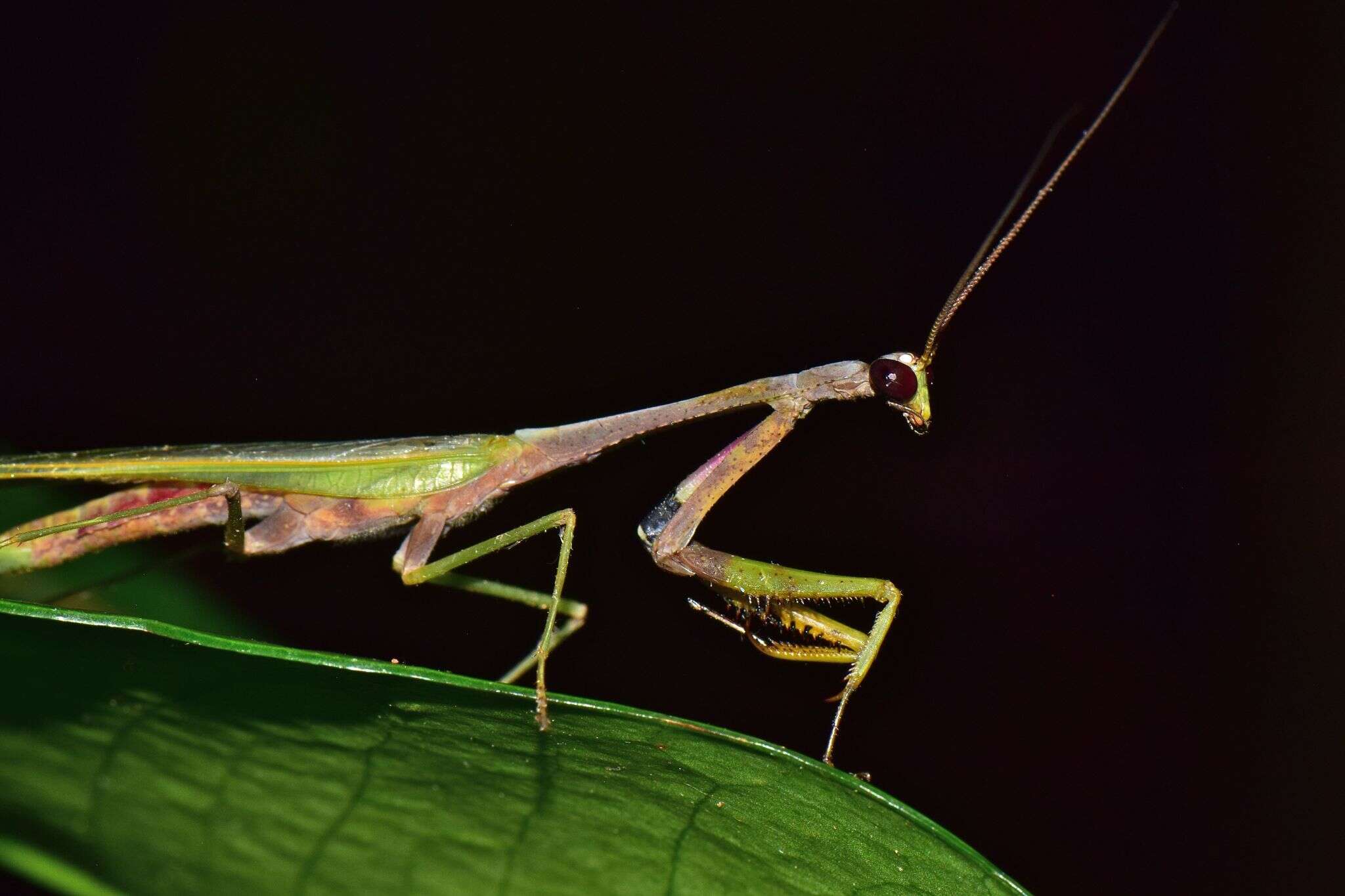 Слика од Parastagmatoptera vitreola Stal 1877