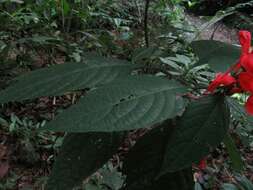 Image of Ruellia humboldtiana (Nees) Lindau