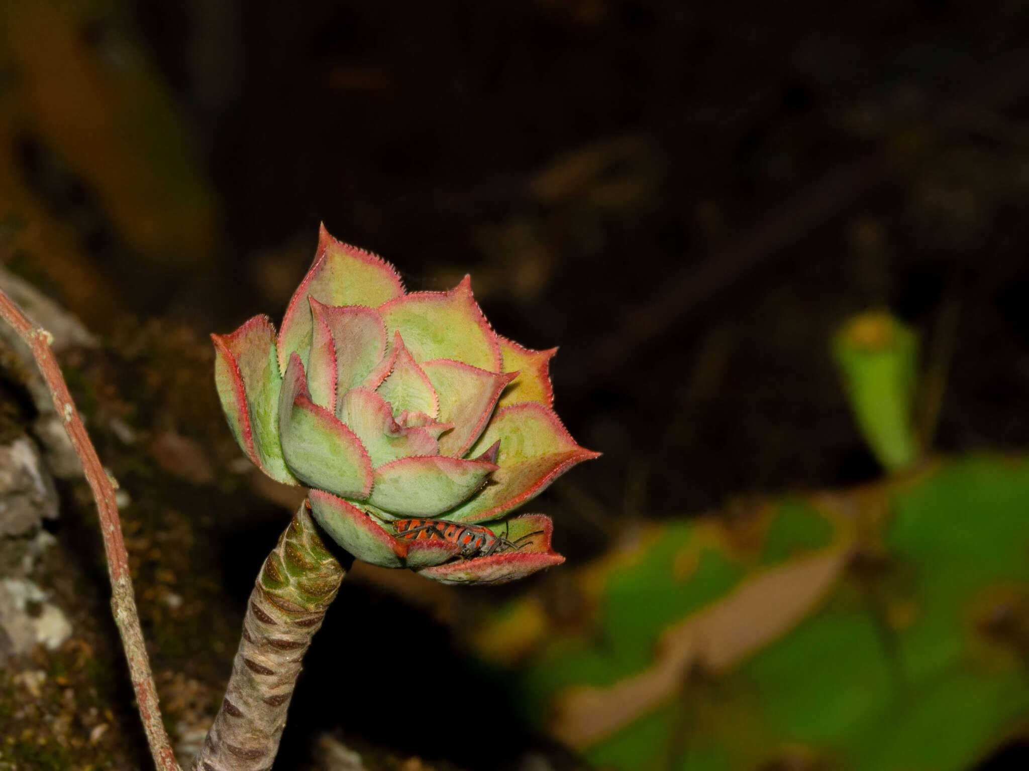 Image of Aeonium percarneum (Murray) J. Pitard & L. Proust