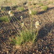 Image of Allium polyrhizum Turcz. ex Regel