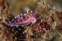 Image of Whitetip purple cerrata pink slug