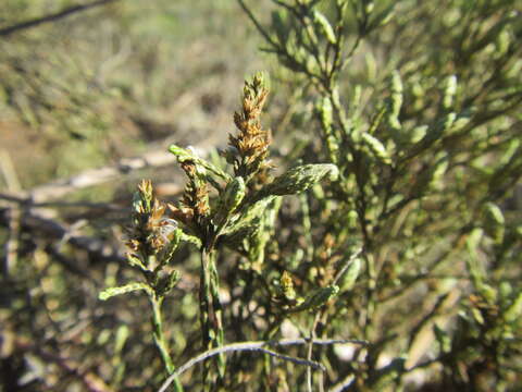 Image de Elytropappus adpressus Harv.