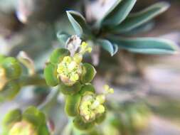 Image of Euphorbia fasciculata Thunb.