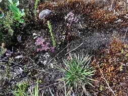 Image of Valeriana pilosa Ruiz & Pav.