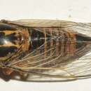 Sivun Pseudotettigetta melanophrys (Horvath 1907) kuva