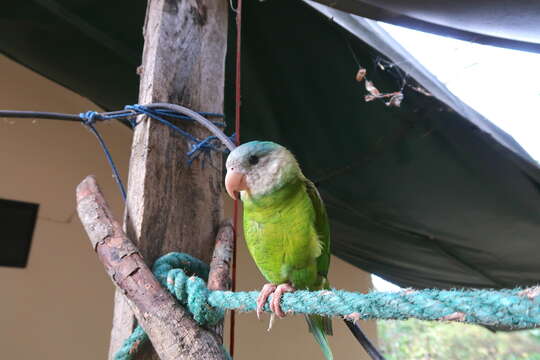 Image of Gray-cheeked Parakeet