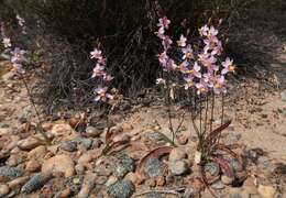 Image of Ixia scillaris subsp. toximontana Goldblatt & J. C. Manning