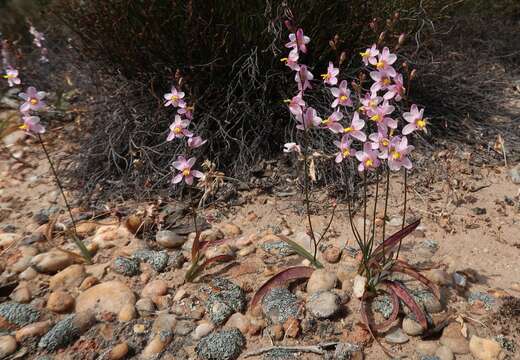 Image of Ixia scillaris subsp. toximontana Goldblatt & J. C. Manning