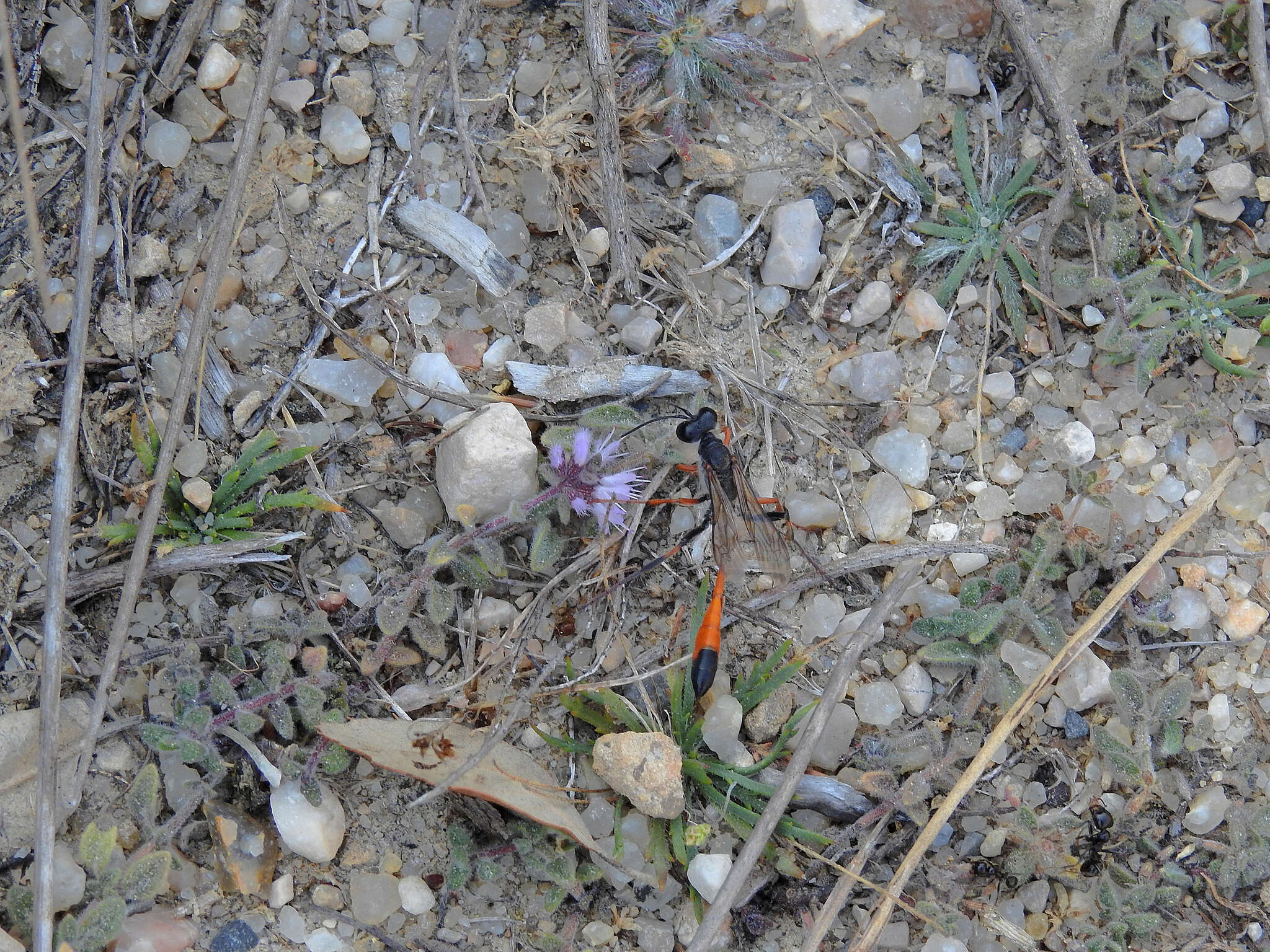 Imagem de Ammophila heydeni Dahlbom 1845