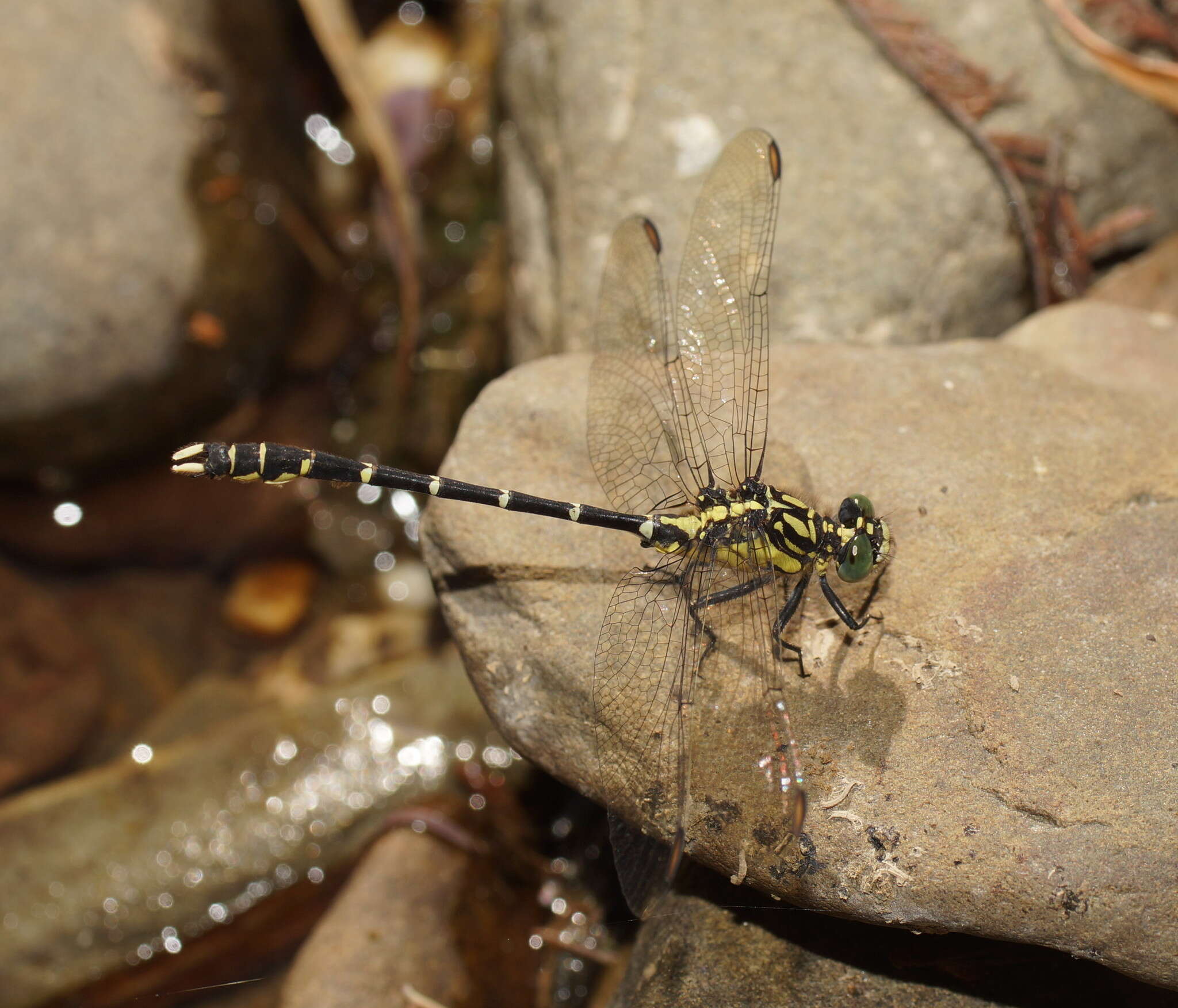 Image of Hemigomphus gouldii (Selys 1854)