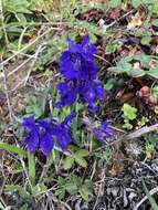 Plancia ëd Delphinium decorum Fisch. & Mey.